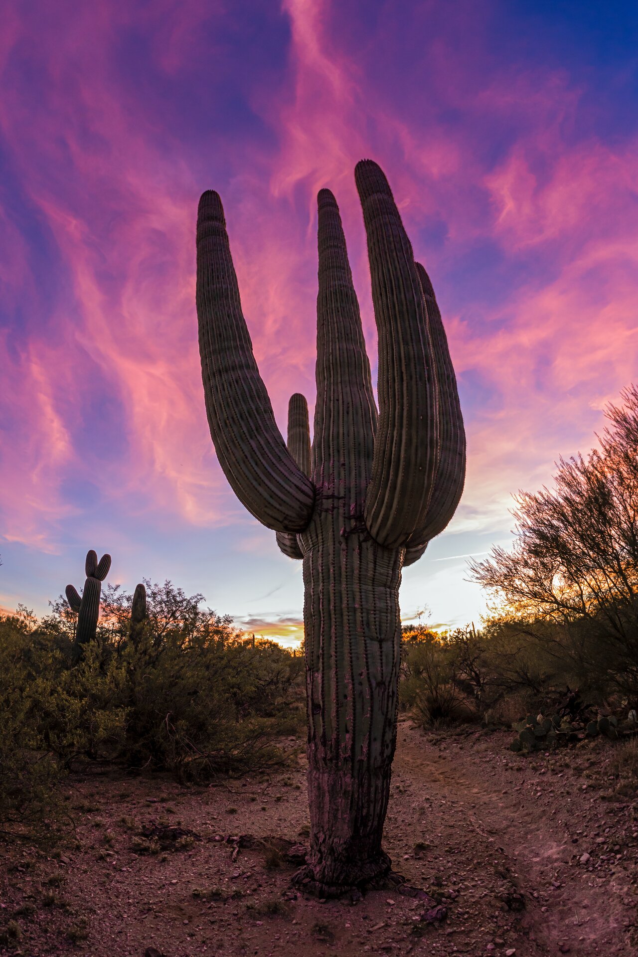 Sonoran Desert Cactus | NOIRLab