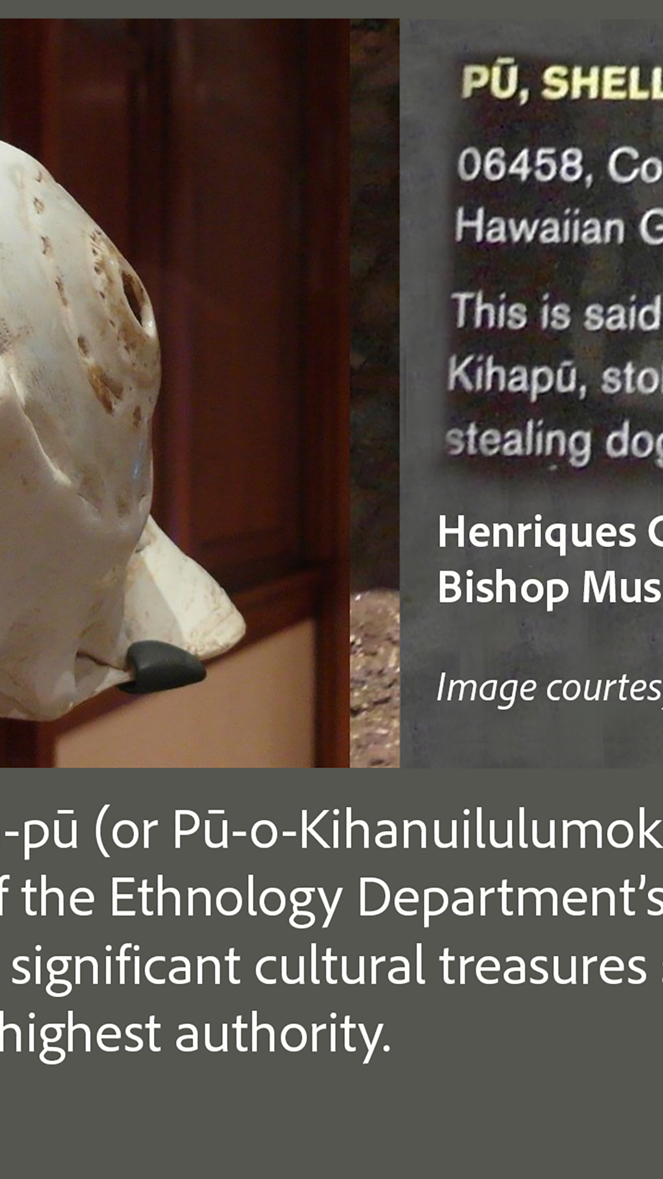An image of the Kiha-pū (shell trumpet of Chief Kiha) in the Bishop ...