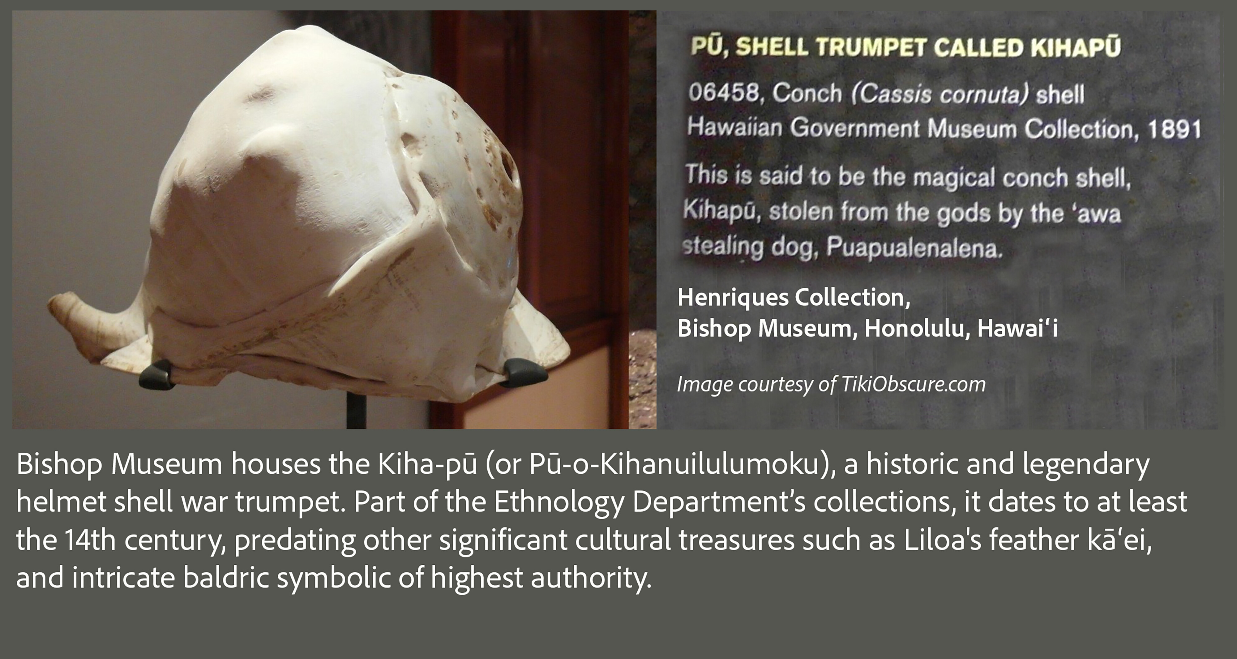 An image of the Kiha-pū (shell trumpet of Chief Kiha) in the Bishop ...