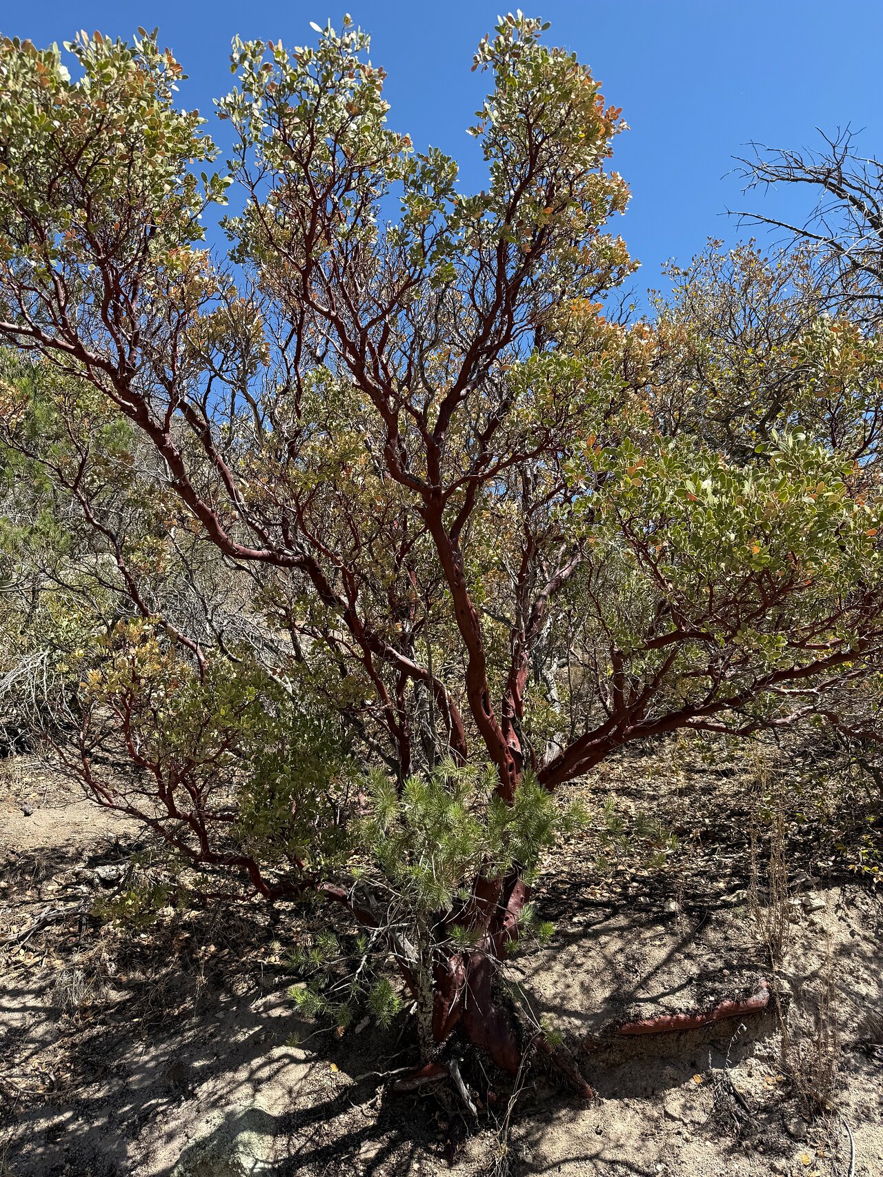 A manzanita bush near the small lake in the Quinlan Mountains. Kitt ...